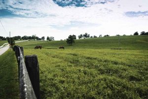 kentucky-horse-farm